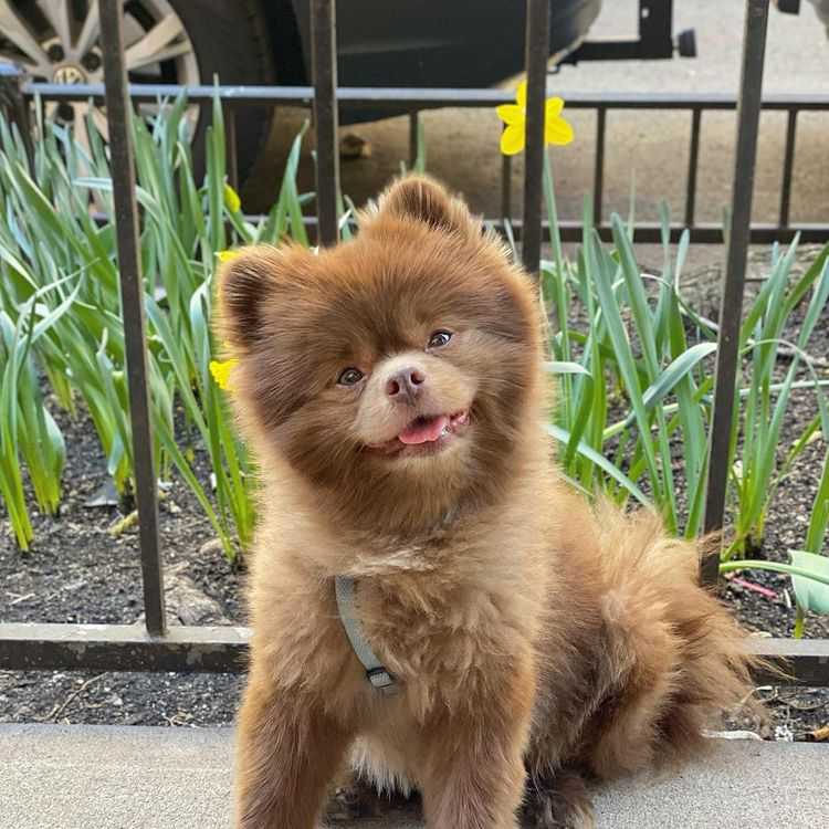 1652925637 781 perro invendible abandonado por criadores se convierte en una gran