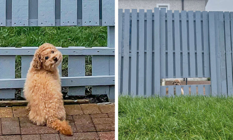 Cachorro sonríe cuando se le concede su deseo de espiar a los vecinos. 1 1653358940 cachorro sonrie cuando se le concede su deseo de espiar