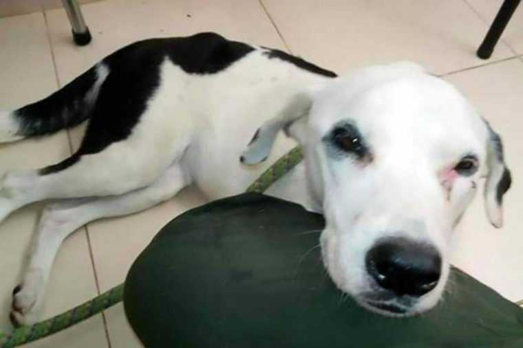 1653531156 202 triste y abandonado en el aeropuerto murio solo y desconsolado