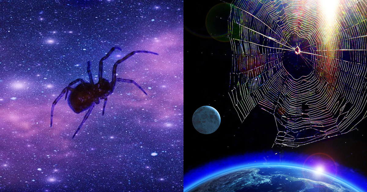 ¿Sabías que la NASA envía arañas al espacio? - OVNI y misterios 1 1653531282 ¿Sabias que la NASA envia aranas al espacio OVNI