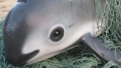 1653618396 conoce a la impresionante vaquita el animal mas raro del