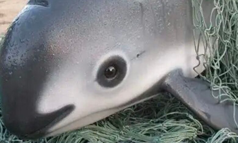 Conoce a la impresionante Vaquita: el animal más raro del mundo con solo 10 ejemplares 1 1653618396 conoce a la impresionante vaquita el animal mas raro del
