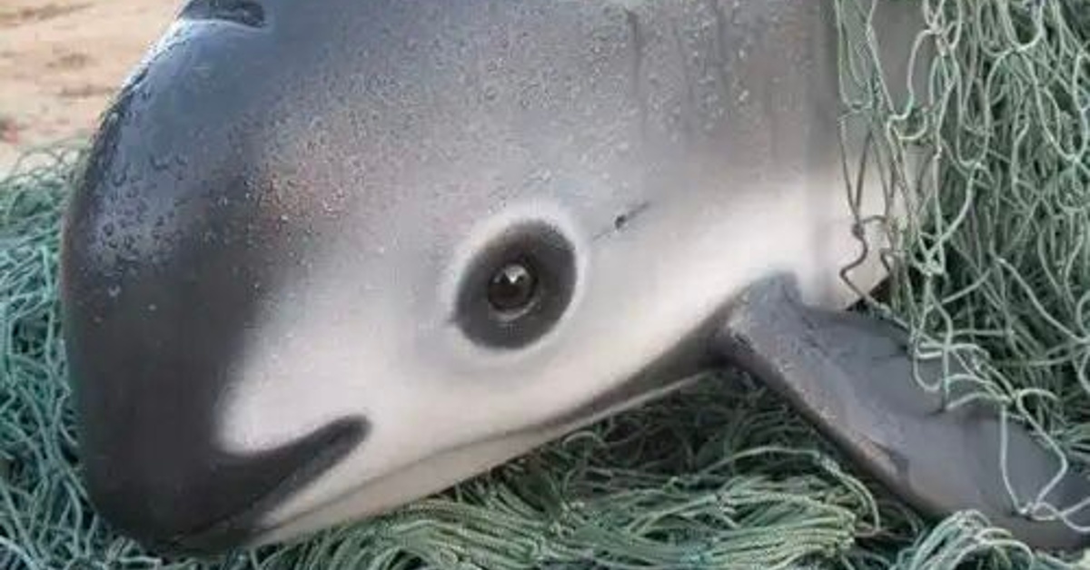 1653618396 Conoce a la impresionante Vaquita el animal mas raro del