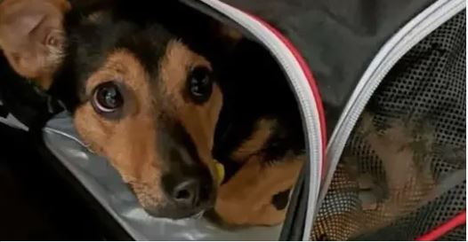 Ayuda a Coco, la perrita que está retenida en un aeropuerto de Argentina 1 1653791372 ayuda a coco la perrita que esta retenida en un