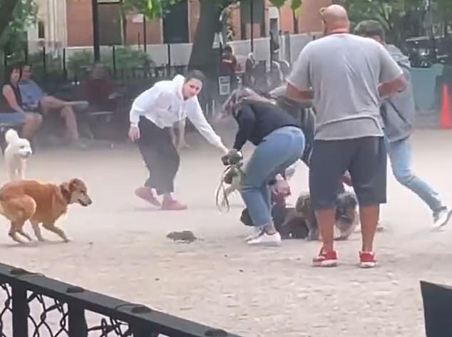 1654050805 496 una rata causa estragos en un parque para perros de