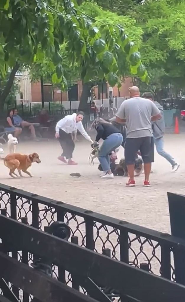 1654050805 507 una rata causa estragos en un parque para perros de