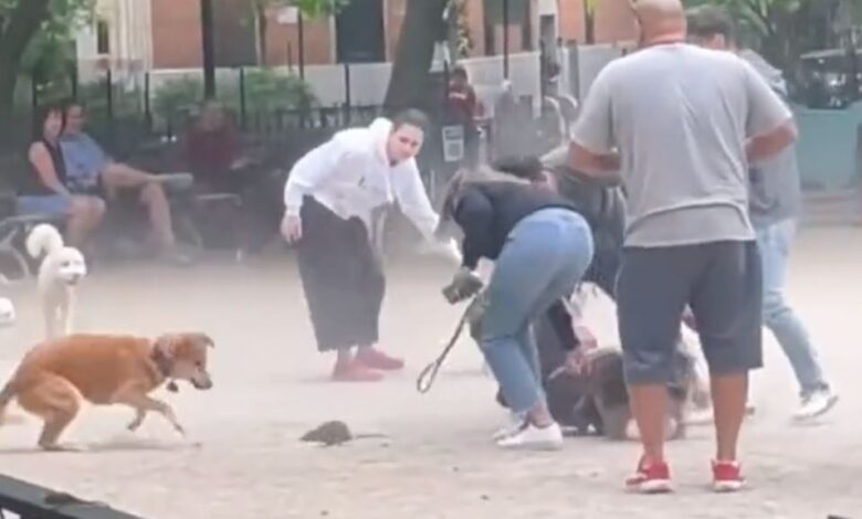 Una rata causa estragos en un parque para perros de la ciudad de Nueva York, pero un héroe llega al rescate 1 1654050805 una rata causa estragos en un parque para perros de