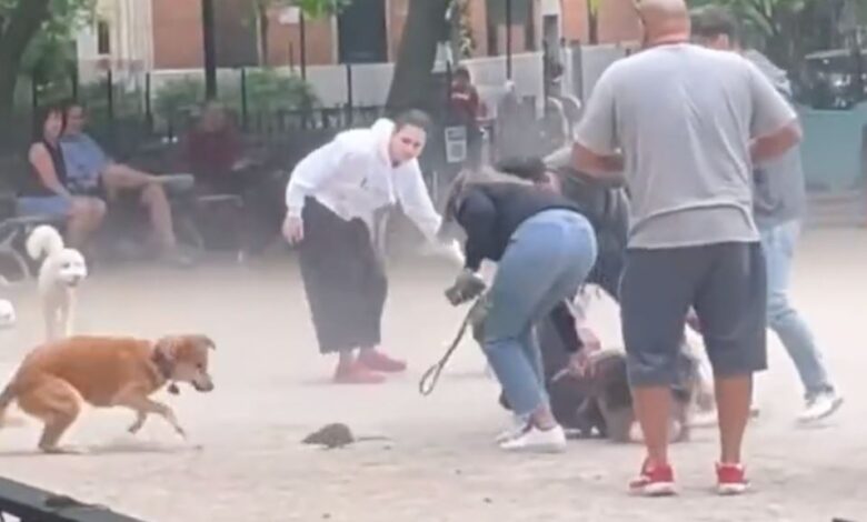 1654050805 una rata causa estragos en un parque para perros de