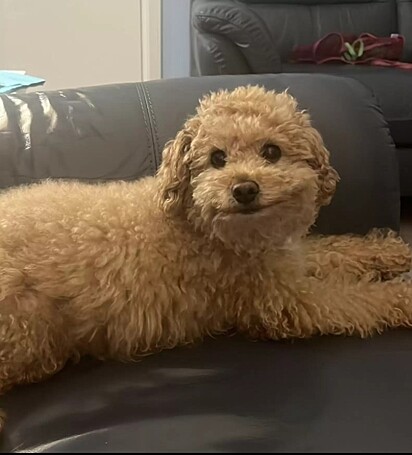 Cachorro sonrie cuando se le concede su deseo de espiar