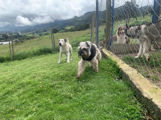 Dejo a su perro en la guarderia y lo entregaron