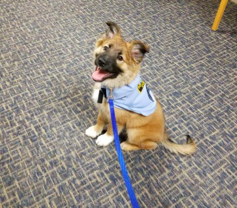 El departamento de policia contrata a un adorable cachorro de