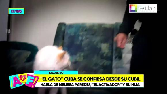CORREO |  gato cubano