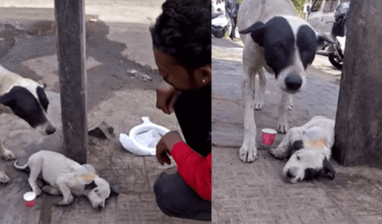 La madre lloro en voz alta por su cachorro aferrandose