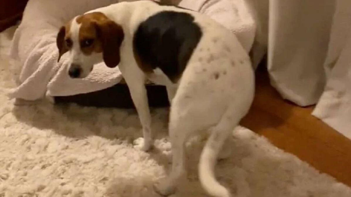 La perrita rescatada espera junto a su cama todas las noches a que su dueña la acurruque 1 La perrita rescatada espera junto a su cama todas las