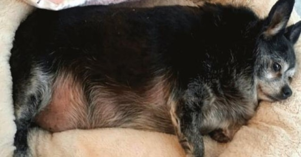 Mujer encuentra un chihuahua con sobrepeso y suspira ruidosamente 1 Mujer encuentra un chihuahua con sobrepeso y suspira ruidosamente