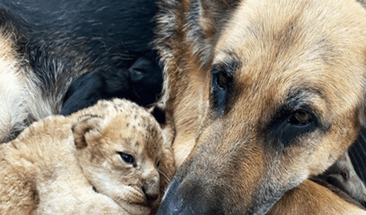 Pastor aleman adopta cachorros de leon tras ser rechazado por