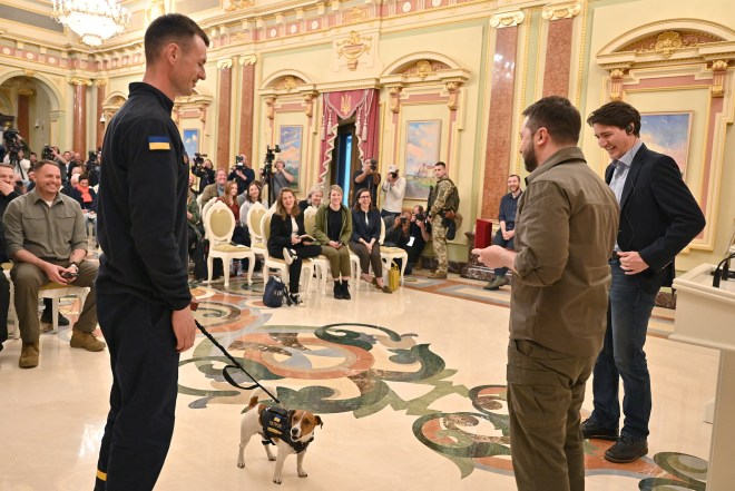 Patron el perro detector de bombas consolida su condicion de