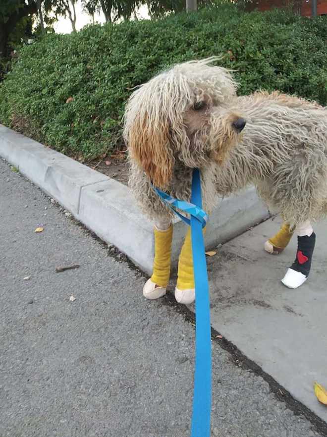 Perro con un pasado triste ahora esta muy feliz por