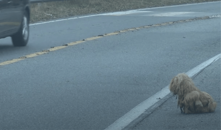 Perro enredado mira autos continuamente desde hace 2 años esperando a que regrese su dueño 1 Perro enredado mira autos continuamente desde hace 2 anos esperando