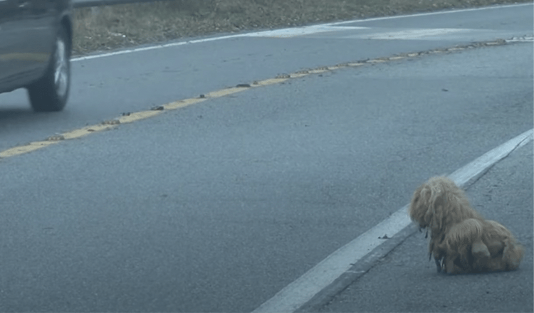 Perro enredado mira autos continuamente desde hace 2 anos esperando