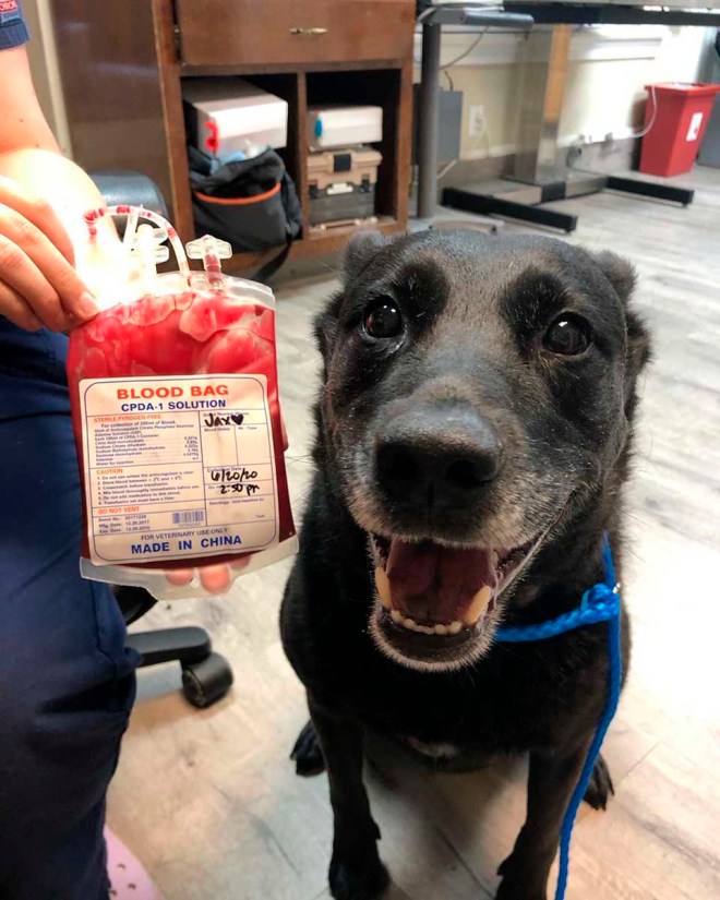 Perro sonrie tras donar sangre para salvar la vida de