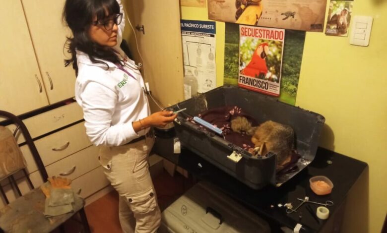 Serfor recupera zorro andino hallado en condicion vulnerable en el