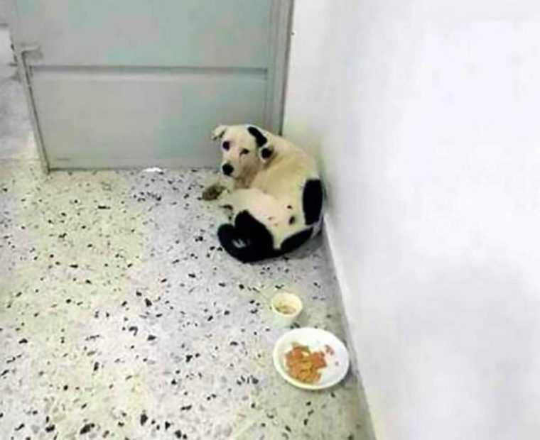 Triste y abandonado en el aeropuerto murio solo y desconsolado