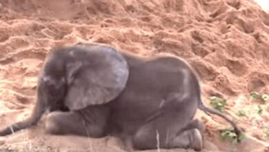 Un elefante bebe enfermo murio despues de ser rechazado por