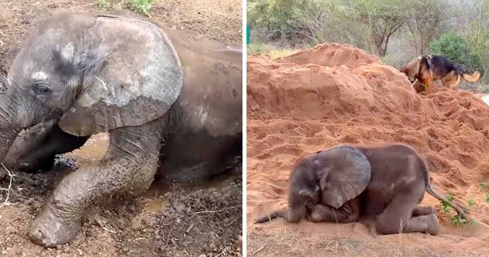 Un elefante bebe enfermo murio despues de ser rechazado por
