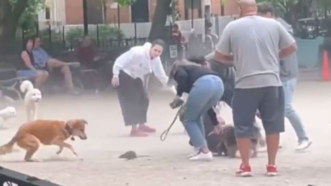 Una rata causa estragos en un parque para perros de