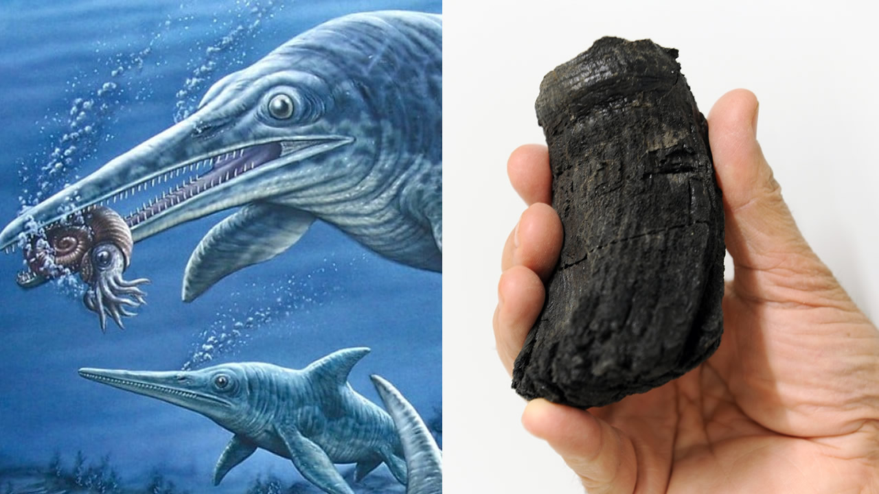 Científicos hallan un diente gigante y perteneciente a un Ictiosaurio 1 diente gigante ictiosaurio portada
