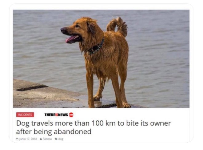 Un cachorro condujo 100 km para morder a su dueno