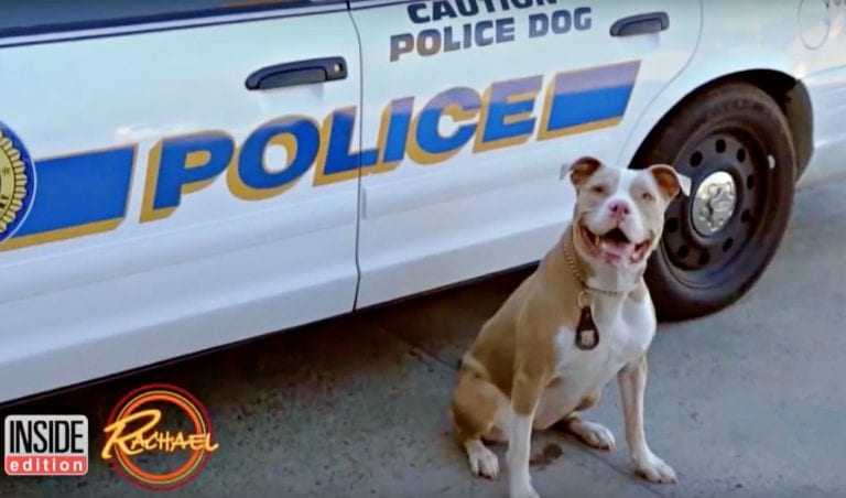 1654136424 361 pitbull encadenado en la nieve grito pidiendo ayuda y un