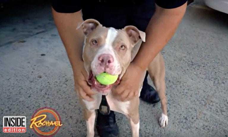 1654136424 571 pitbull encadenado en la nieve grito pidiendo ayuda y un