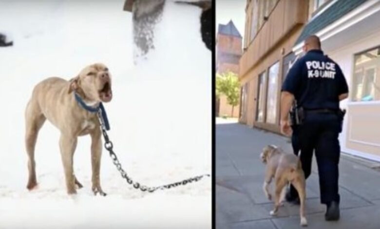 1654136424 pitbull encadenado en la nieve grito pidiendo ayuda y un