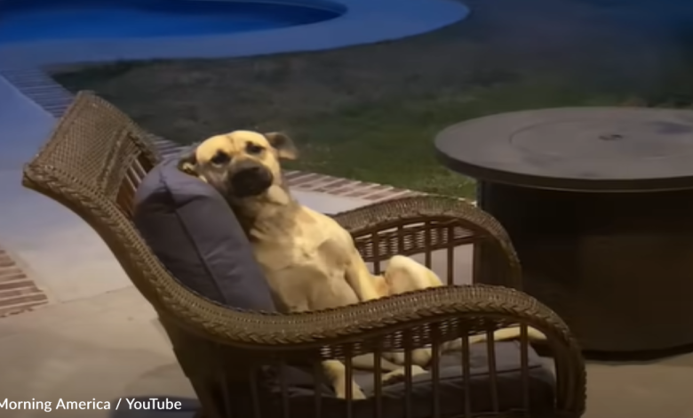 Mujer se despierta y encuentra a un perro callejero sentado en los muebles de su jardín 1 1654310285 mujer se despierta y encuentra a un perro callejero sentado