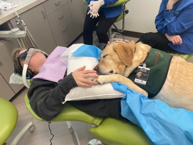 1655087748 886 carolina del norte regula los perros en la odontologia. Webp
