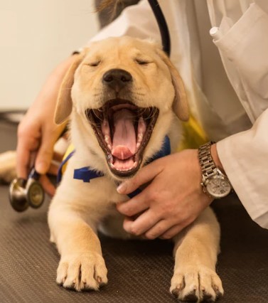 1655347236 312 uw espera aprender nuevas habilidades de estos perros veteranos