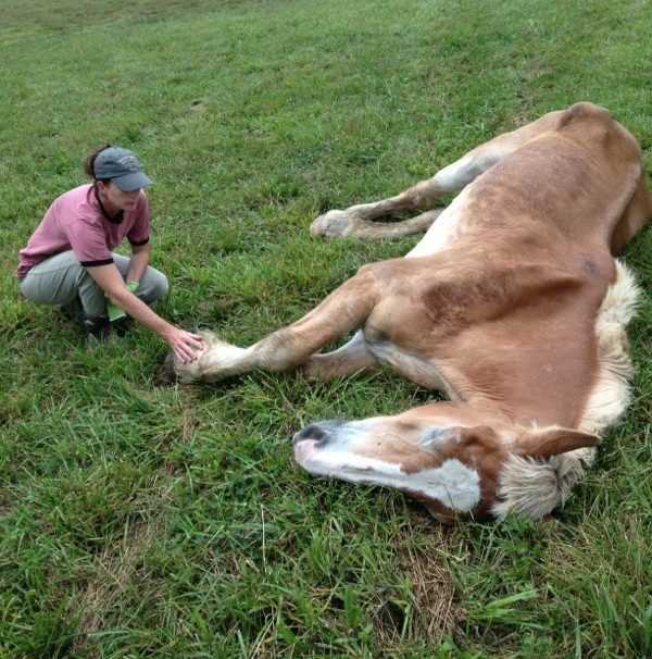 1655347303 977 caballo de 30 anos abandonado despues de anos de abuso