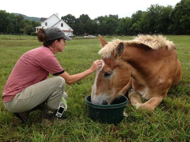 1655347304 819 caballo de 30 anos abandonado despues de anos de abuso