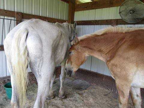 1655347305 817 caballo de 30 anos abandonado despues de anos de abuso