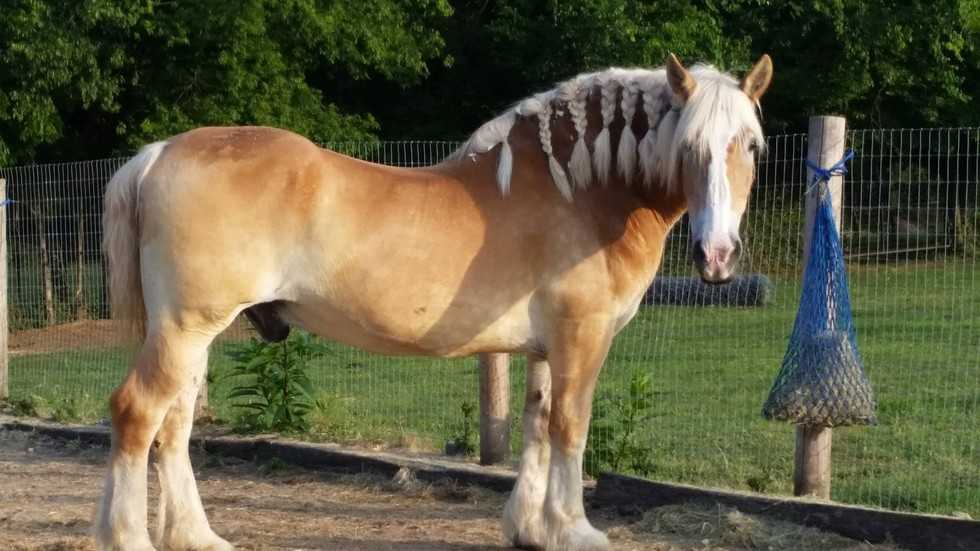 1655347306 60 caballo de 30 anos abandonado despues de anos de abuso