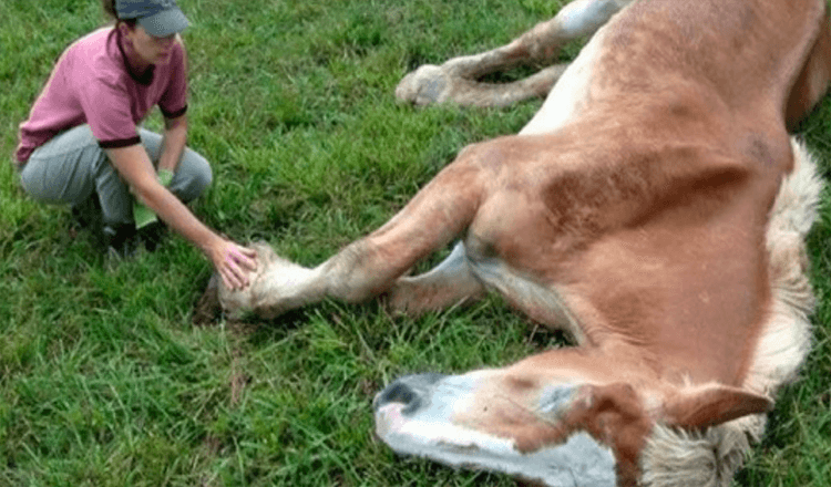 1655347307 caballo de 30 anos abandonado despues de anos de abuso