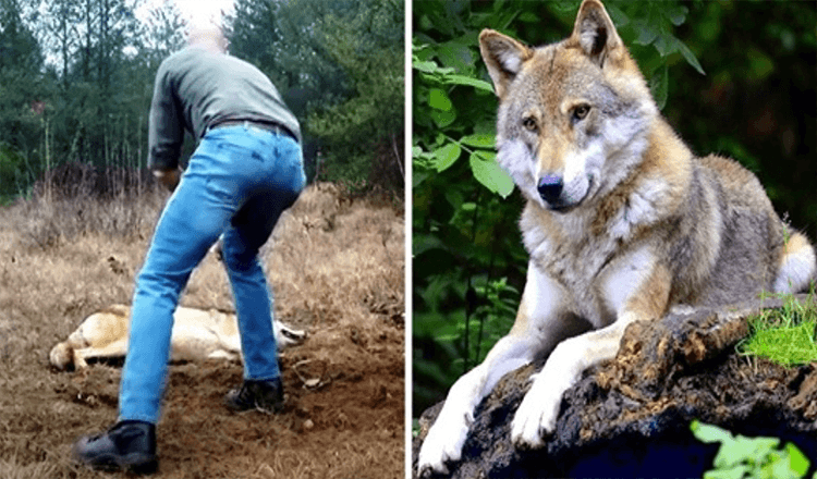 Hombre salva a un lobo moribundo y a sus cachorros, años después el lobo toma represalias 1 1655433752 hombre salva a un lobo moribundo y a sus cachorros