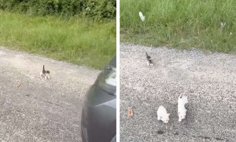 Un hombre se detiene a rescatar a un gatito en la calle y acaba siendo asaltado 1 1655521010 un hombre se detiene a rescatar a un gatito en
