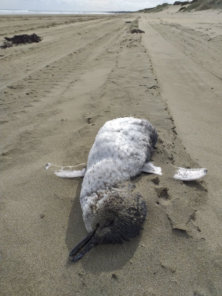 1655780474 173 cientos de pequenos pinguinos azules aparecen muertos en la costa