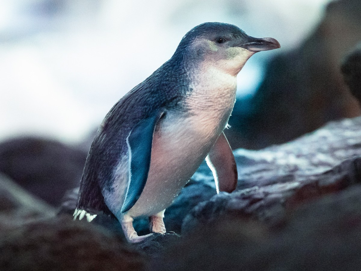 1655780474 185 cientos de pequenos pinguinos azules aparecen muertos en la costa