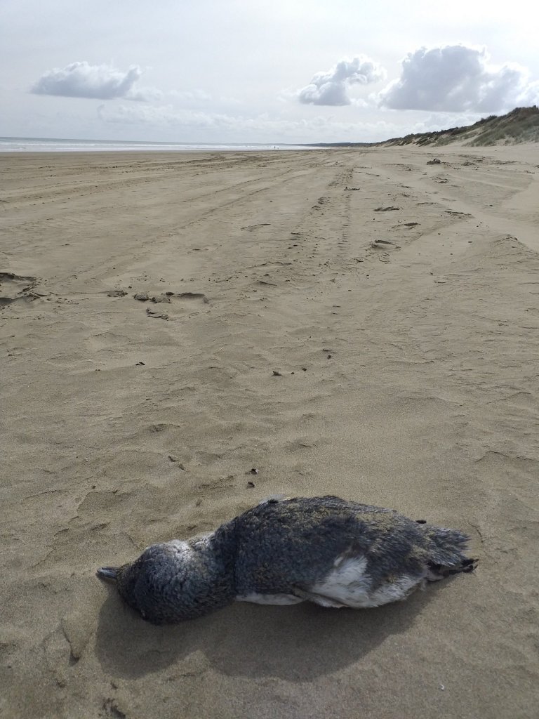 1655780474 326 cientos de pequenos pinguinos azules aparecen muertos en la costa