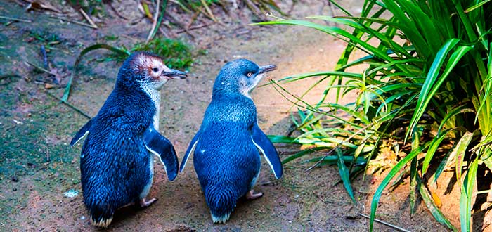 1655780474 50 cientos de pequenos pinguinos azules aparecen muertos en la costa