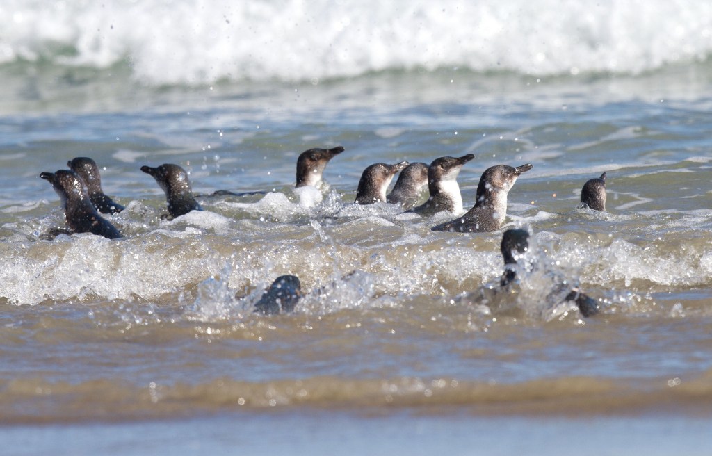1655780474 802 cientos de pequenos pinguinos azules aparecen muertos en la costa